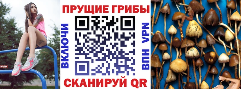 продажа наркотиков  Шлиссельбург  mega сайт  Галлюциногенные грибы Magic Shrooms 